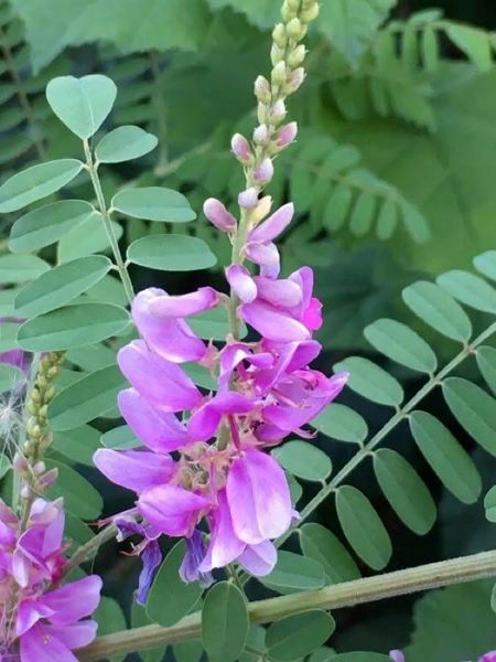 Hovedbilde Indigo A/I/7.1-25