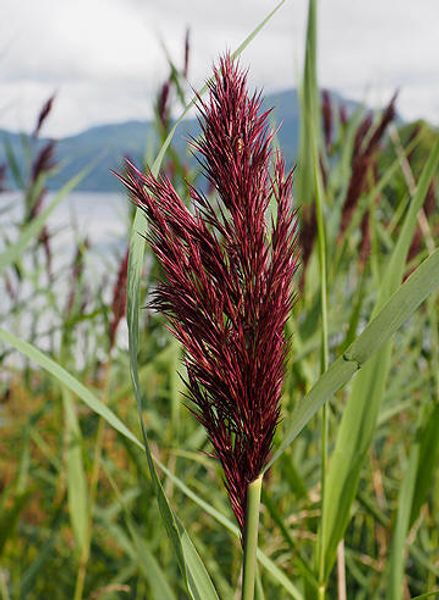 Hovedbilde Takrøyr A/TR4.1-25
