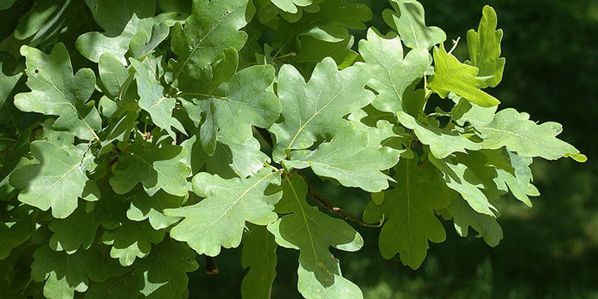 Eikeblad J/EB/2.1b-25