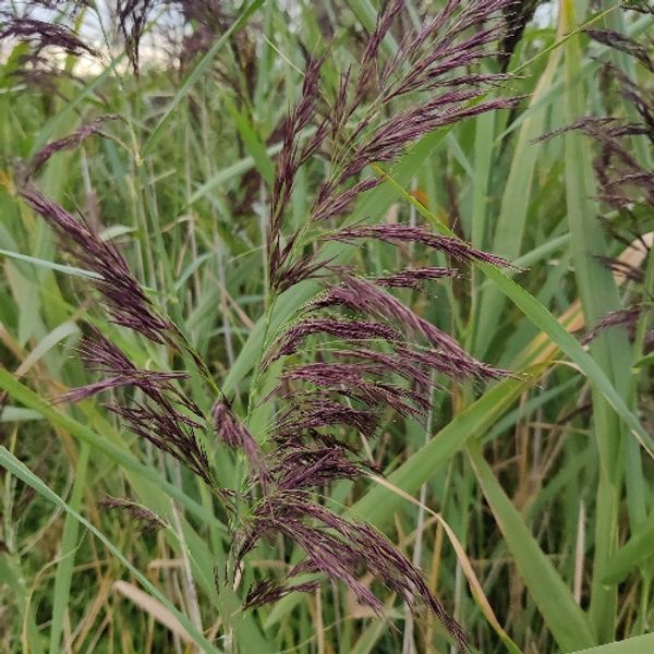 Hovedbilde Takrøyr A/TR/1.2-25