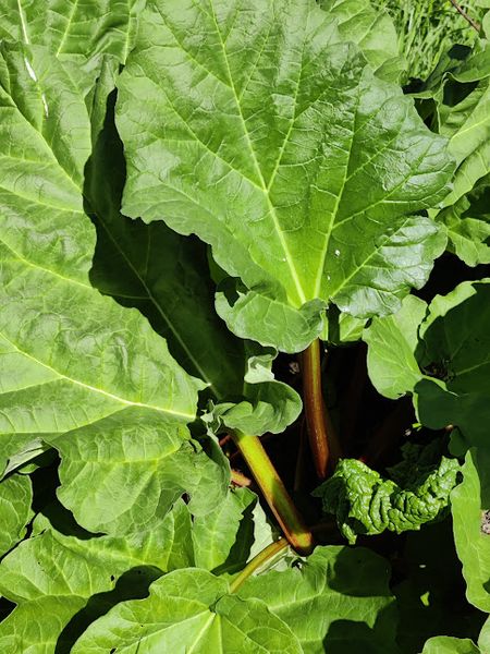 Hovedbilde Rabarbrarot U/RBBR/4.1-25